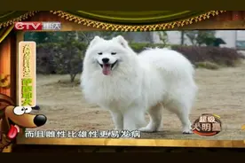 萨摩耶犬容易得的几种病，主人要注意哦