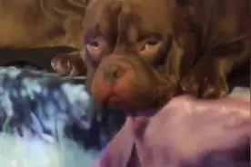 帝师给狗看面相看的也是准的一p竟然知道这狗刚失恋