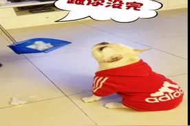 主人一言不合就打屁股，法牛怒了上去就跟主人干了起来！好搞笑图片