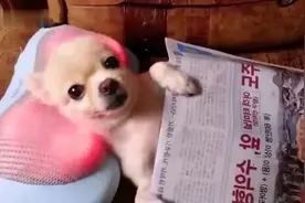 狗狗头部按摩枕视频封面