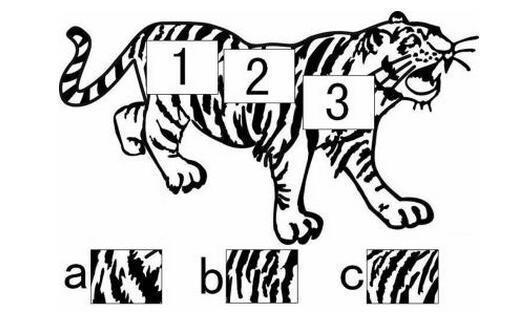 动物营养基础知识