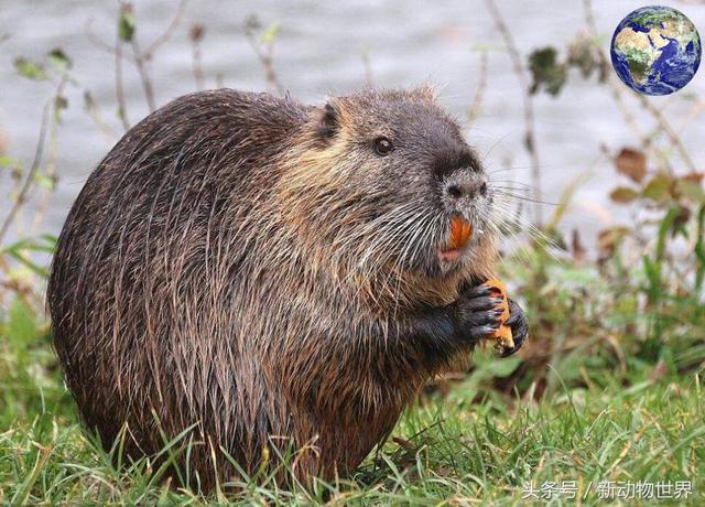 南美洲有一种体重达三十斤的"大老鼠",还非常善于游泳