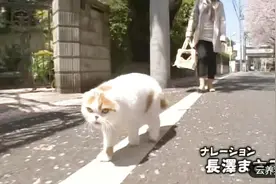 这只猫一定是处女座吧！走路一定要跟着白线走，强迫症停不下来视频封面