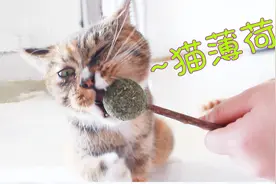 初试猫薄荷棒棒糖，猫咪就嗨翻了！这疯狂舔草的样子太逗了！视频封面