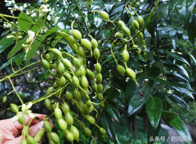 售价约20元一公斤!