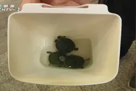 横行霸道！螃蟹上杭州地铁视频封面