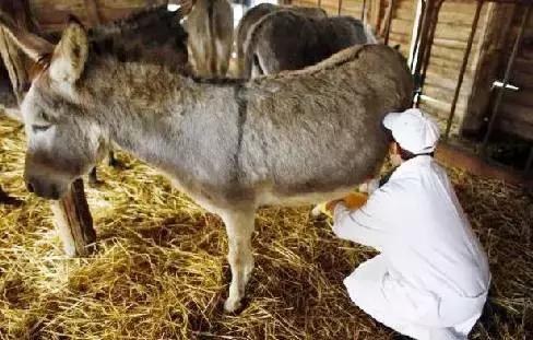 蛋白质含量竟是羊奶牛奶的两倍！你喝过驴奶吗？