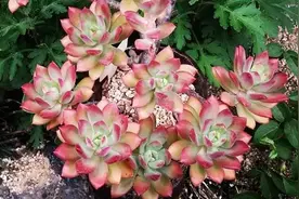 花盆里放石子，多肉植物不掉叶不烂根，不用管都爆盆视频封面