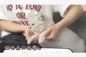 铲屎官发现了新大陆，给猫咪按摩了这些地方，猫咪爽翻还想要~