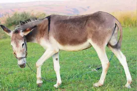 阿凡提为啥选择骑毛驴，一神奇事例证明毛驴智商接近人类！