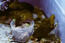 你见过有荧光色脚的老鼠吗？