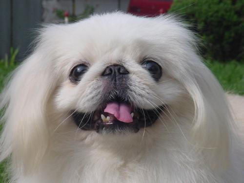 一个月京巴狗幼犬,黄京巴狗幼犬图片大全-古源之美