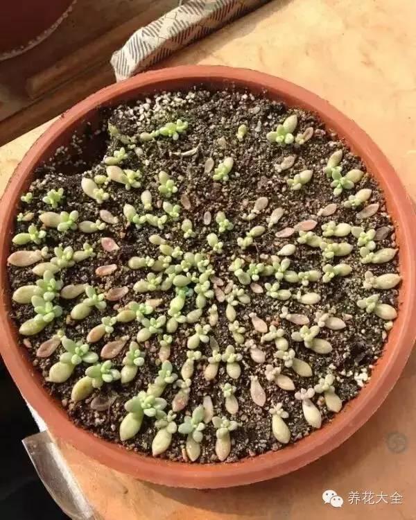 绿萝吊兰养成了瀑布,多肉一夜发芽!