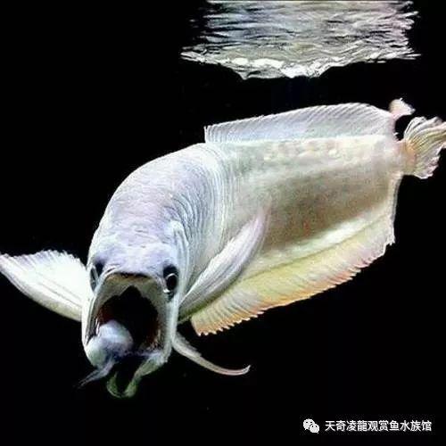 银龙鱼只喂饲料可以吗(银龙鱼喂饲料长的快吗)_牧林森宠物网