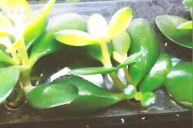 鱼缸里种上几棵这种蔬菜，鱼更有活力菜更加旺盛了视频封面