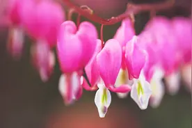 晚上好！一声问候，一份祝福，愿好心情伴随你每一天！视频封面