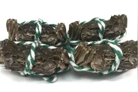 原来螃蟹是这样绑的，太厉害了，看了好几遍才学会视频封面