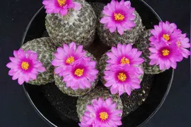 仙人球灌水后老是烂掉？用了这个方法以后仙人球再也没有烂过视频封面