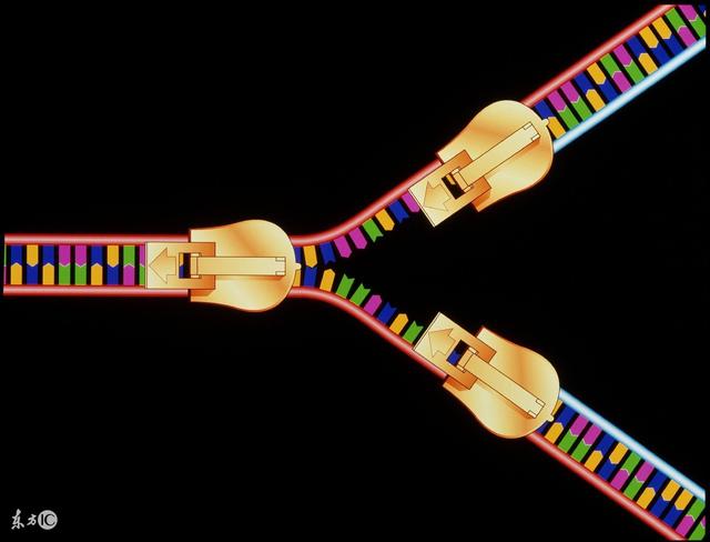 高考生物考点整理：易混淆知识