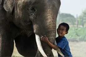 泰国大象村村民将大象当宠物 养在家中图片