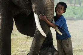 泰国大象村村民将大象当宠物 养在家中图片