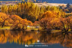 这里的秋天不仅黄，还很毒图片