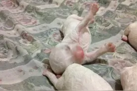 如何帮助小狗狗顺利的断奶图片