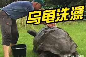 世界上最老的乌龟洗澡，洗去了身上184年的污垢图片