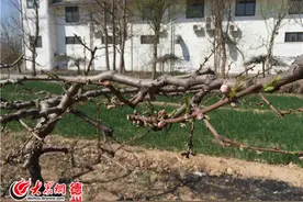 德州万亩桃园第九届赏花节4月9日举行 约起来吧！图片