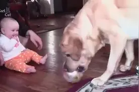 拉布拉多犬的脾气真好，宝宝和汪星人在一起很快乐视频封面