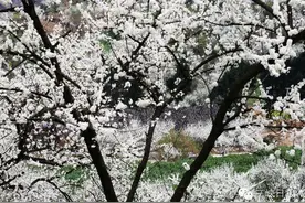 微悦读在最美春天里遇见你图片