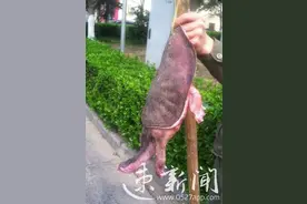 自“铲”自销！宿迁“打工仔”街头叫卖工地“野生鳖”图片