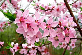 我梦中的两棵桃树图片