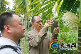 海南部分市县槟榔树患“黄化病” 专家诊治疗效明显图片