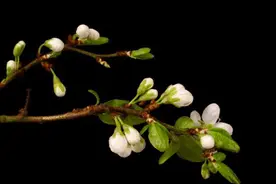 赏花不必走远 花海就在咸阳 一整年的赏花攻略，全在这条微信里图片