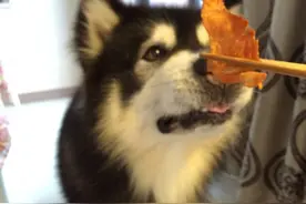 鸡肉干（狗零食）图片