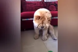 狗狗穿高跟鞋，差点把我笑岔气了！视频封面