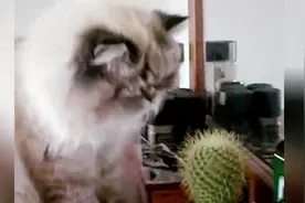 猫：能吃仙人掌的都火了，鱼刺辣么硬都下肚，仙人掌我也吃上一嘴