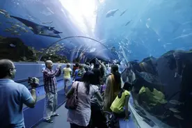 海底总动员|带着萌娃逛遍全球魔力水族馆图片