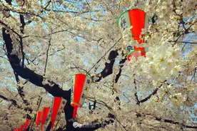 樱花季漫游东京——上野、浅草、东京塔图片
