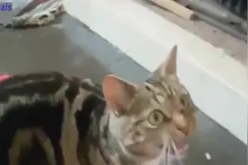 猫咪被摸到尾根爽到变身直咬沙发，这反应绝了