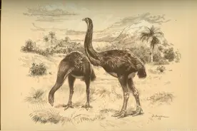 象鸟：史上第一巨鸟图片