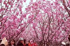 成都人自己的樱花地图！（附攻略）图片
