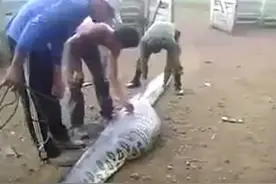 男子抓住闯进村子的罕见巨蟒，打死巨蟒剖开蛇肚后众人被惊呆了！图片