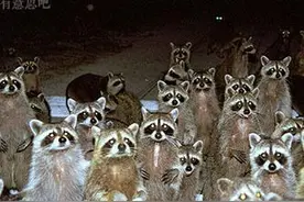 宇宙第一无敌贱：干脆面君！蠢过二哈，贱过喵星人！我已笑趴下图片