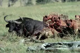 鬣狗活吃水牛，遇到狮子却夹腿就跑图片