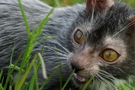 长相奇特的猫咪出现在人类生活中，没想到引来众多人吐槽！图片