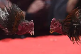 斗鸡的“较量”图片