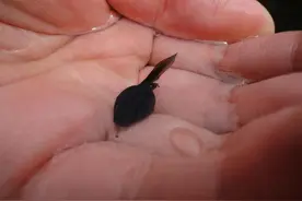 幼儿园布置作业捉蝌蚪，孩子的爸爸竟因此送了命!图片