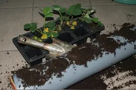使用PVC水管DIY你的草莓种植容器，漂亮又整齐图片